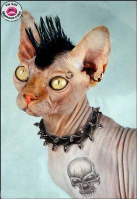 chat punk